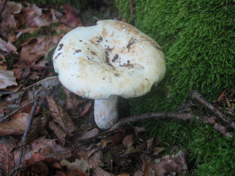 Lactarius Piperatus